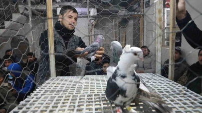 Güvercin severler mezatlarla bir araya geliyor