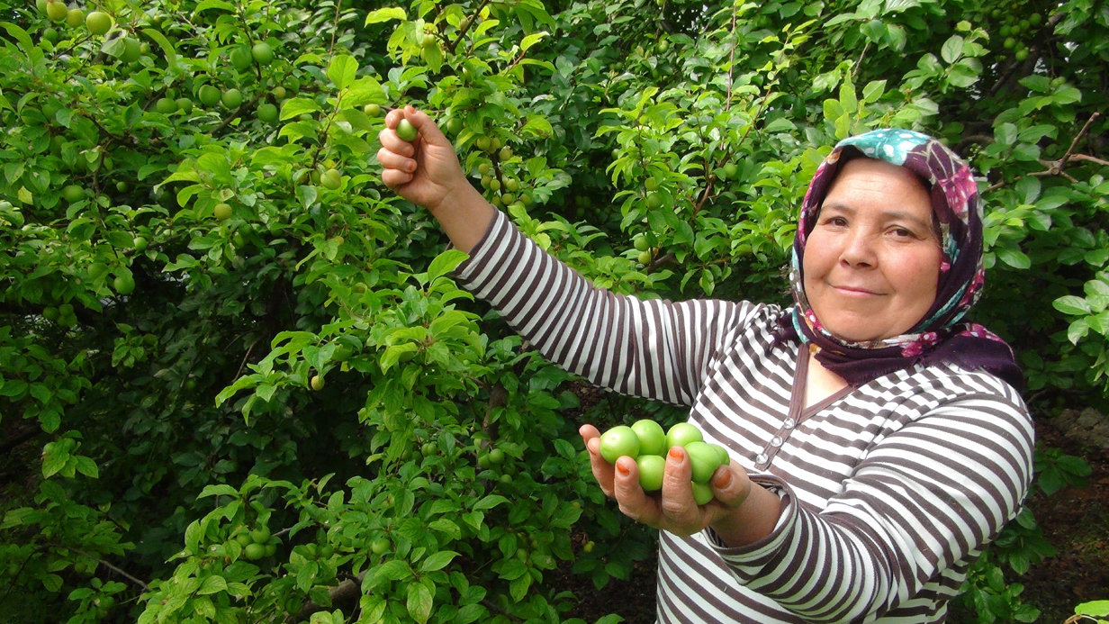 Hasada 8 bin TL ile başlanan erikte fiyat 400 TL’ye kadar düştü
