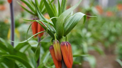 "Ters laleler" açtı: Koparana 244 bin lira ceza