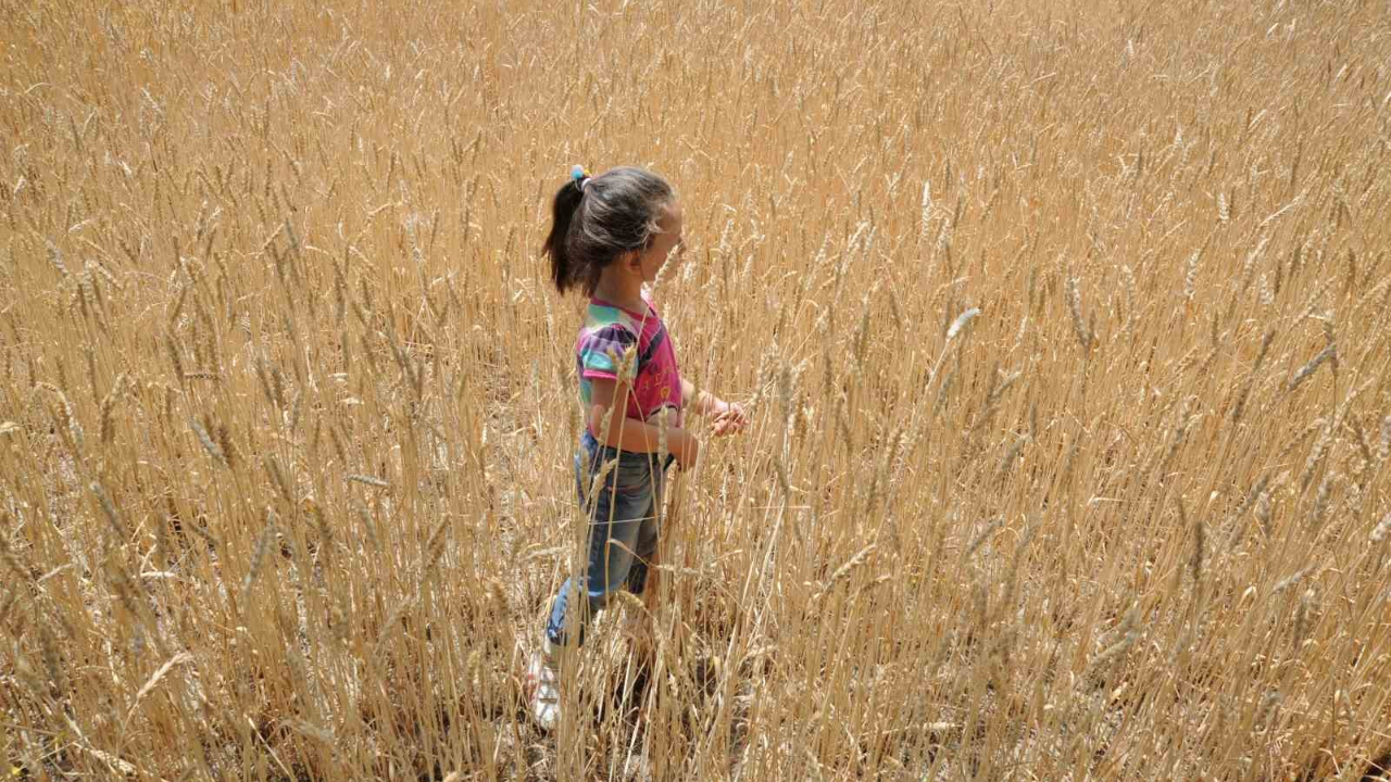 Dünyada artan talep hububat üretimini 62 milyon ton yükseltecek