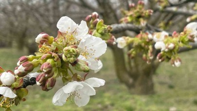 Kiraz ve vişnede çiçeklenme dönemi öncesi ilaçlama önerisi