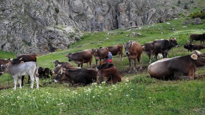 60 bin TL maaşla çoban bulamayınca çözümü nöbetleşmekte buldular