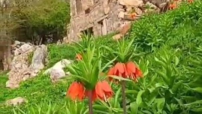 "Ters laleler" doğayı renklendirdi