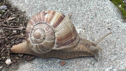 Yumuşayan topraktan çıkmaya başladı; kilosu 35 liradan satılıyor