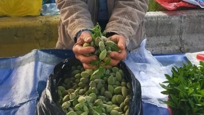 Çağla Tezgahlarda yerini aldı: Kilosu 250 lira