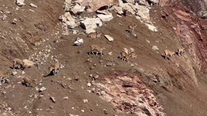 Dağ keçileri güneşli havanın tadını çıkardı