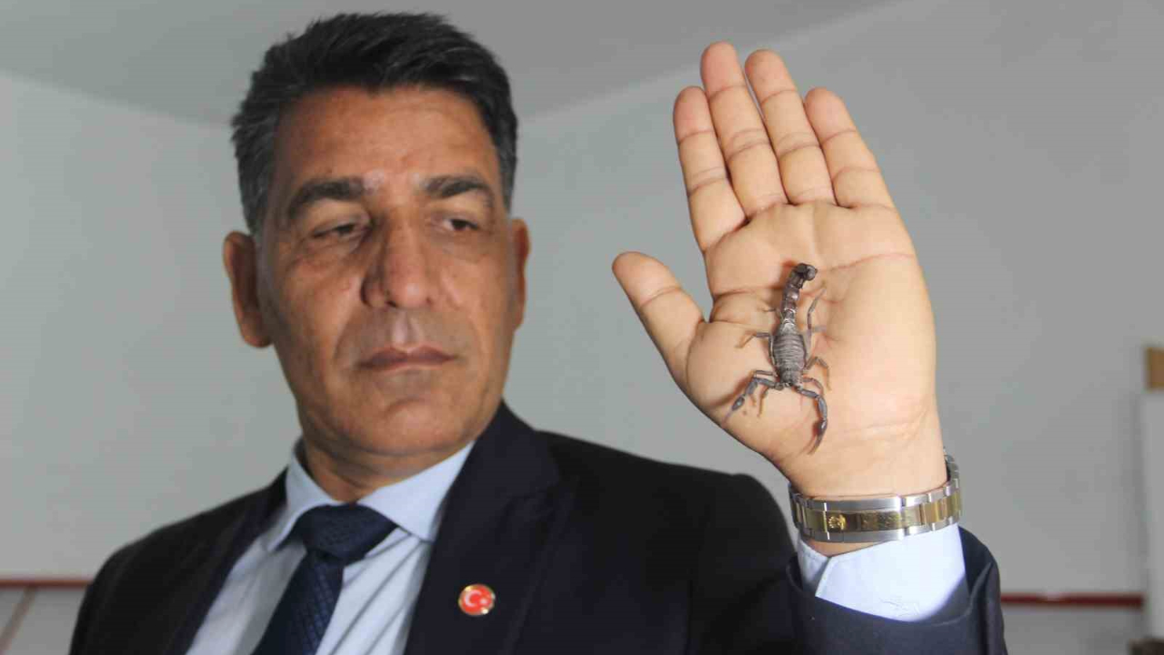 Şanlıurfalı akrep üreticisinden, bakanlığın Anadolu akreplerini koruma kararına destek