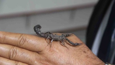 Gramını 10 bin dolara satıyorlar