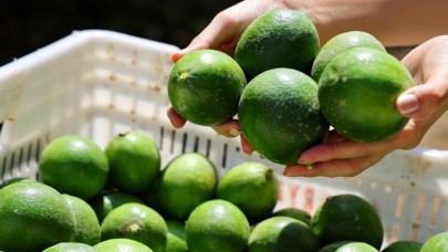 Limonda stokçuların oyunu ortaya çıktı