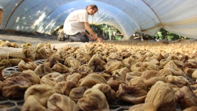 İklim değişikliği Aydın incirini olumsuz etkiledi