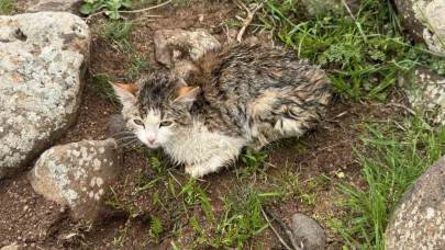 Şanlıurfa'da kedi kurtarma operasyonu!