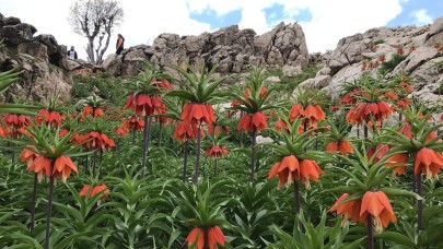 Ağlayan gelinlerden görsel şölen