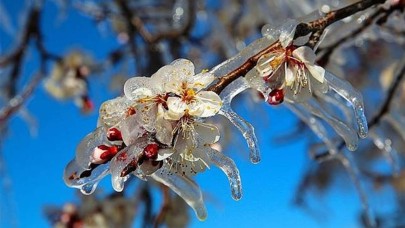 Şanlıurfa'da  zirai don uyarısı