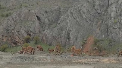Dağ keçileri kara yoluna indi