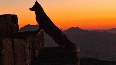 Nemrut’taki yaban yaşamı ilgi çekmeye başladı