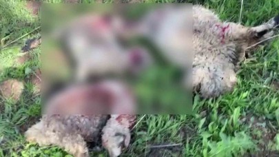 Adıyaman'da kurt saldırısı