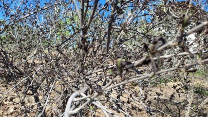 Adıyaman'da don felaketi