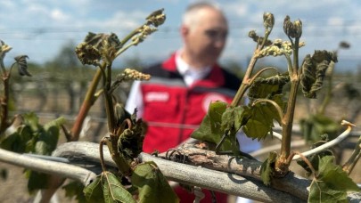 Urfa çiftçisi de ürün de dondu!