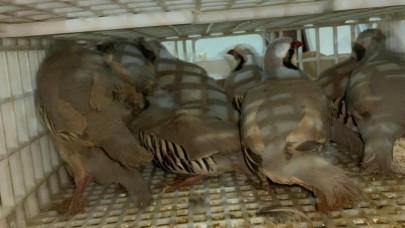 Jandarma ekipleri keklik avcılarına geçit vermedi