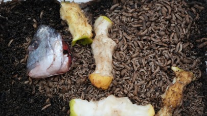 Atıkla beslenen böcek: Tarımda yeni dönem başlayabilir