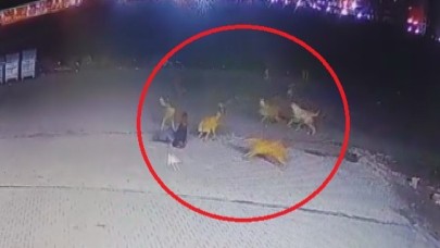 Diyarbakır’da başıboş sokak köpeği saldırıları güvenlik kamerasında