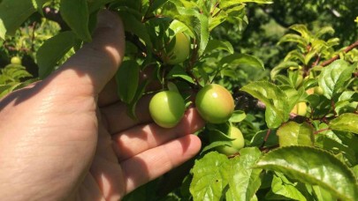 İklim şartları açıkta erik hasadını geciktirdi