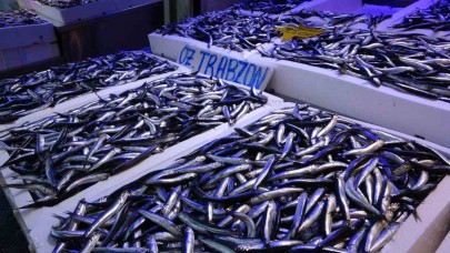 20 ülkeye yapılan hamsi ihracatından 9 milyon doların üzerinde döviz geliri elde edildi