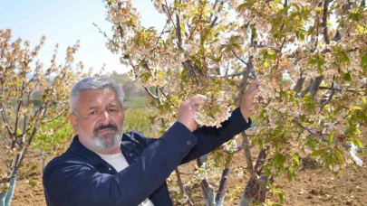 Türkiye’nin en ’Erkenci’ kirazını da don vurdu