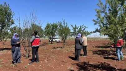 Şanlıurfa'da 'Zirai don'un faturası çıkarılıyor