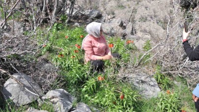 Yüzlerce kişi 20 günlük ömrü olan ters laleleri görmek için dağa tırmandı