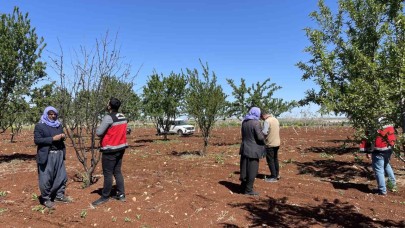Şanlıurfa’da zirai donun etkili olduğu badem bahçeleri incelendi