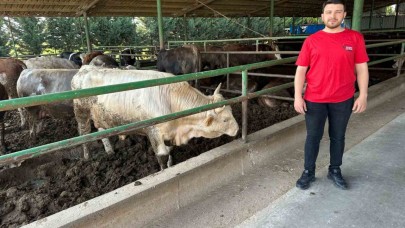 Kurbanlık fiyatlarında geçen yıla oranla büyük değişiklik yok