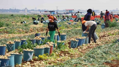 Tarlada soğan fiyatı 7-8 liraya kadar düştü