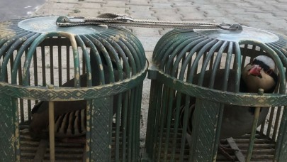 Araçta 4 keklik ele geçirildi