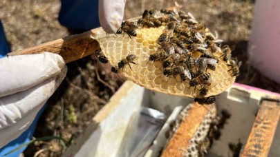El ele veren gelin-görümce ülkenin ana arı ihtiyacını karşılıyor