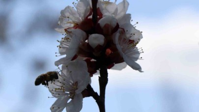 Arı sokmasına bağlı alerjik reaksiyonlar ölüme sebep olabilir