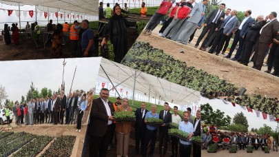 Şanlıurfa'da Çiftçilere Binlerce Urfa Biberi Fidesi Dağıtıldı