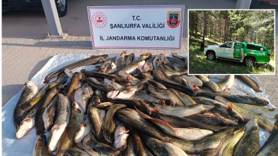Şanlıurfa'da Kaçak Balık Operasyonu