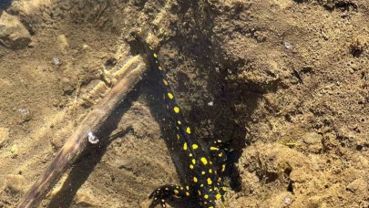 Nesli tehdit altındaki sarı benekli semender görüldü