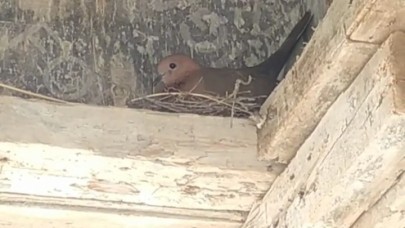 Kuş yuva yaptı, inşaat durdu