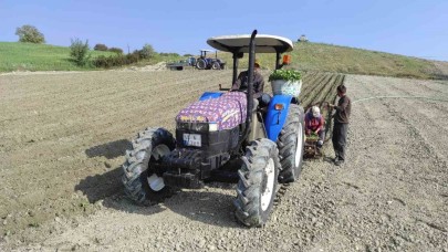Tütün dikimleri başladı