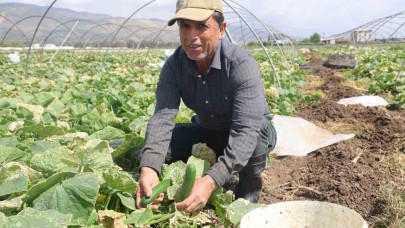 Bereketli salatalık hasadı