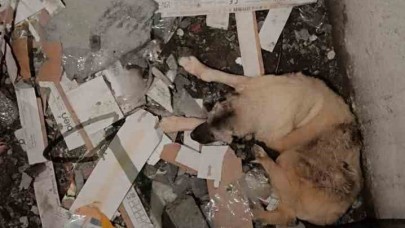 Asansör boşluğuna düşen köpek kurtarıldı