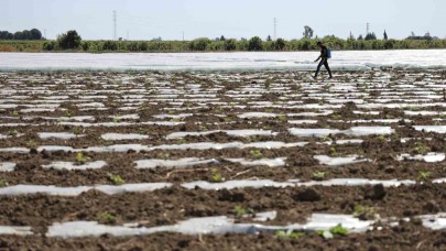 Karpuz üretiminin lideri Adana’da çiftçiler 10 lira fiyat bekliyor