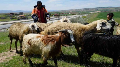 Küçükbaş hayvanların peşinde geçen ömür: "Çocuklarımız gibi bakıyoruz"