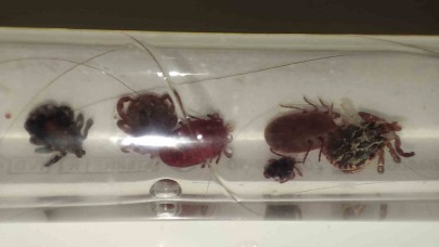 Kene alarmı, uzmanı uyardı