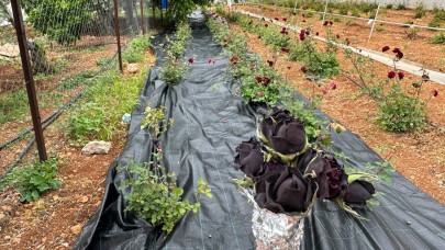 Dünyanın Nadir Gülü Halfeti’de Çiçek Açtı