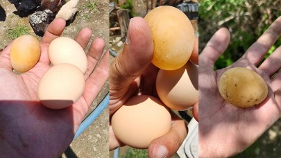 Bu yumurtayı gören gözlerine inanamadı