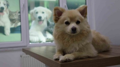 Evcil hayvan sahipleri dikkat: Yaz mevsiminde bunlara dikkat etmek hayati önem taşıyor