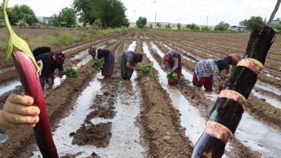 Şanlıurfa'nın Efsane Lezzeti Tarlalarda